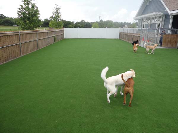 pet and dog turf