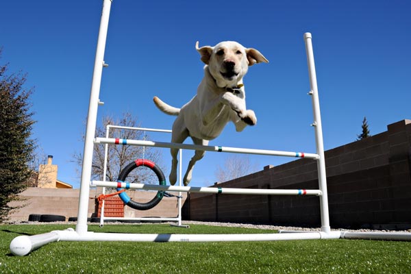 Dog playing on artificial grass