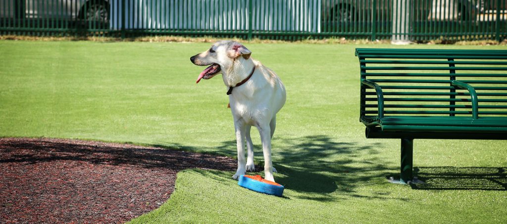 Dog playing on artificial grass dog park