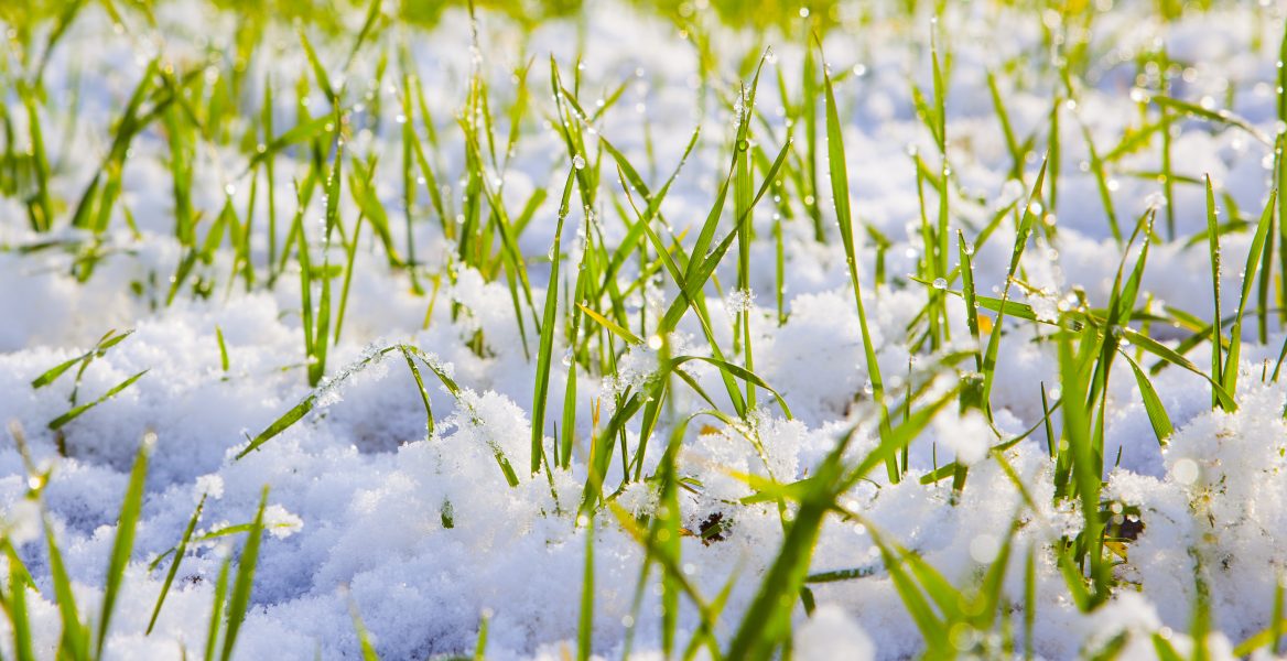 Synthetic grass with a light dusting of snow