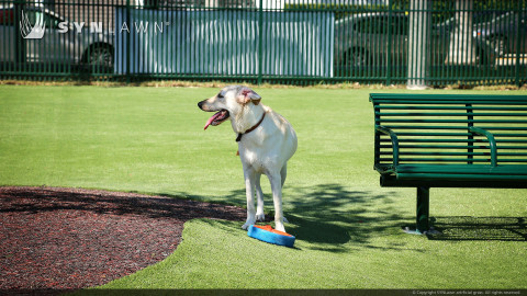 dog playing in artificial grass dog park