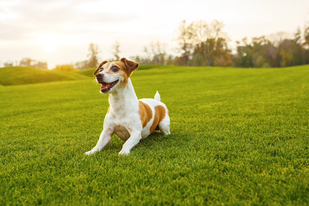 Dog playing on grass