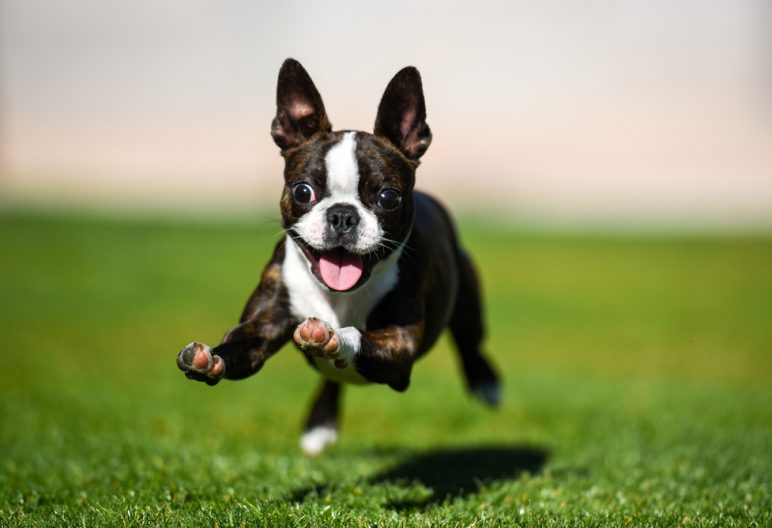 Boston Terrier running through artificial grass yard