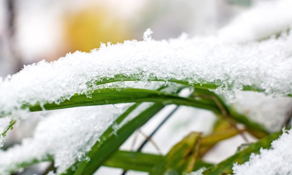 Benefits of Artificial Grass in Cold Weather SYNLawn Carolina