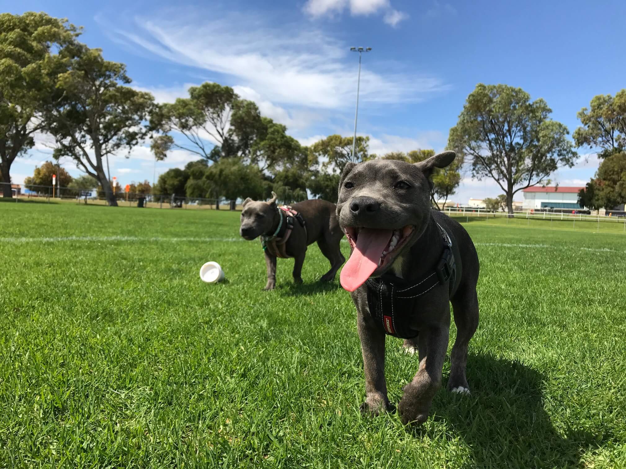 dogs playing on artificial grass lawn 