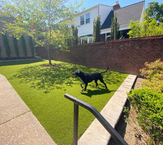 Black lab running on artificial grass