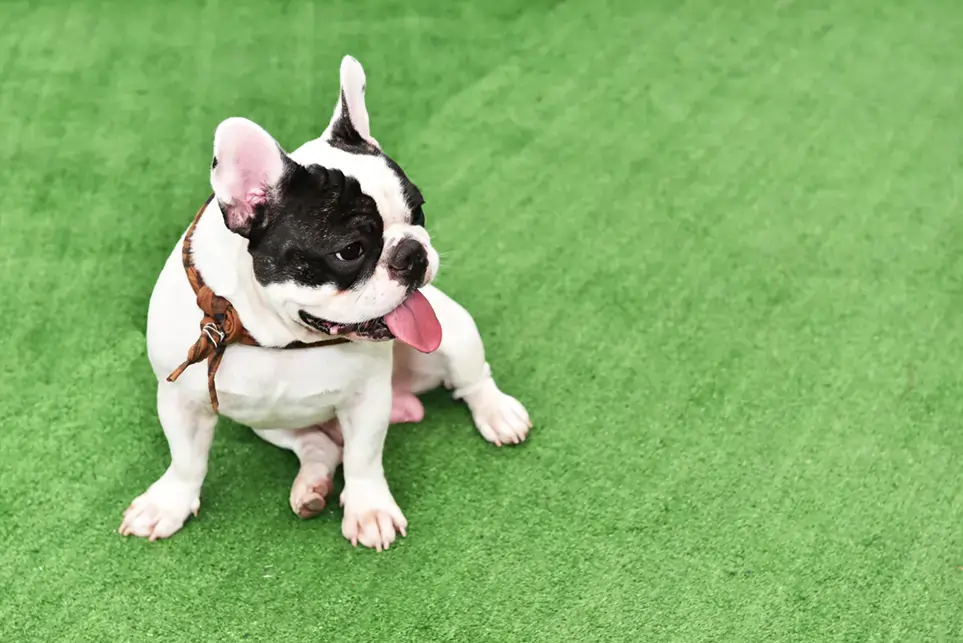 boston-terrier-artificial-grass-2 Dog relaxing on artificial grass from SYNLawn